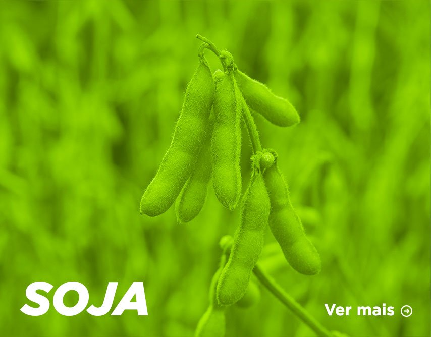over-soja-2k